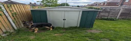 Mixed Breed dogs for sale: Mixed breed shepherds for sale - Advert 2