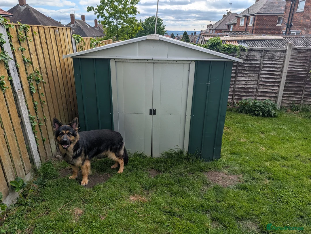 Mixed Breed dogs for sale: Mixed breed shepherds for sale - Advert 2