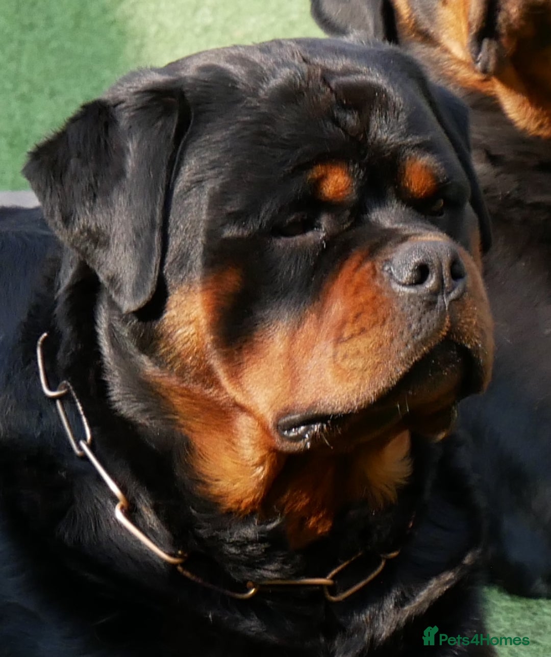 Rottweiler dogs for stud: BEAUTIFUL OLD TYPE BIG BONED ROTTIE! For stud in Mansfield - Advert 5