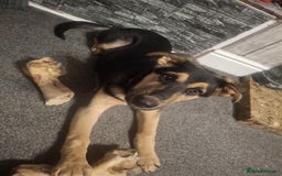 Shepsky dogs for sale: Beautiful shepsky - Image 1