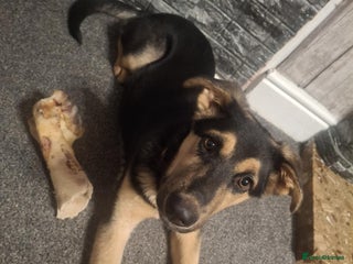 Shepsky dogs - Advert 4