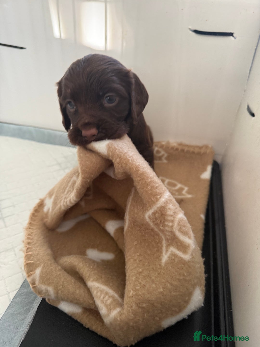 Cocker Spaniel dogs for sale: Working Cocker Spaniels - Advert 4