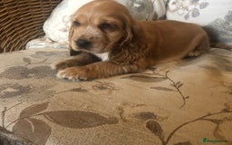 Cocker Spaniel dogs for sale: 4 stunning cocker spaniel puppies  - Image 12