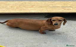 Dachshund dogs for sale: Dachshund pups!! - Image 6