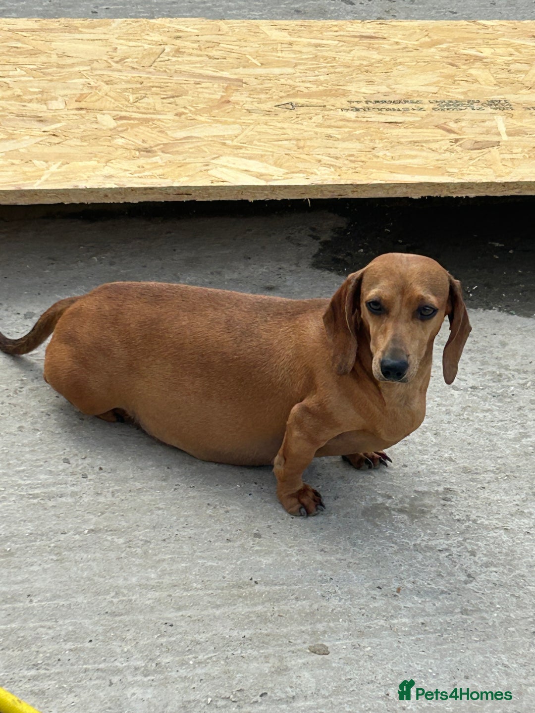 Dachshund dogs for sale: Dachshund pups!! - Image 6