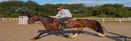 Welsh Section D horses for sale: Whizzy Welsh and a whole lot of fun  - Advert 4