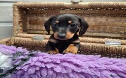 Dachshund dogs for sale: Minature Dachshund puppy,s - Image 13