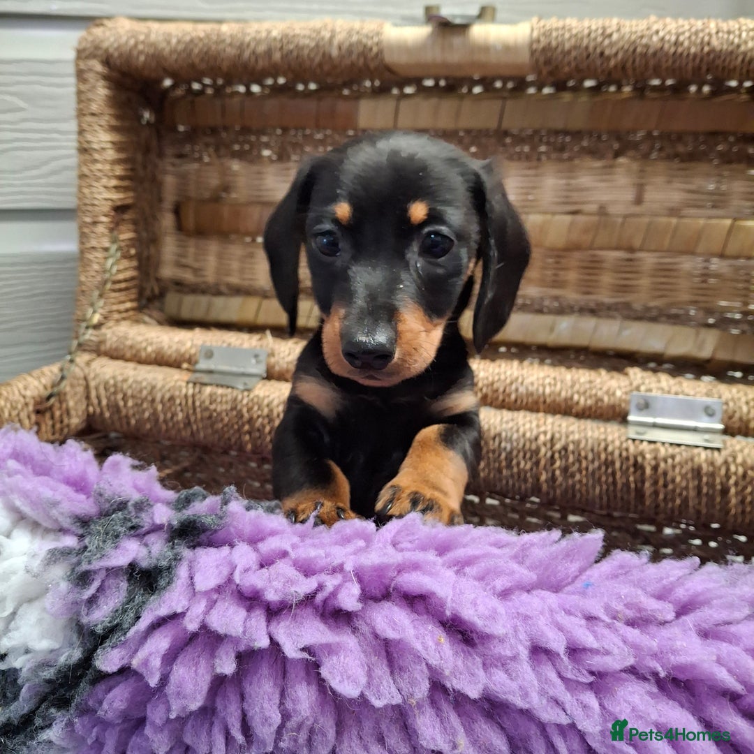 Dachshund dogs for sale: Minature Dachshund puppy,s - Image 13