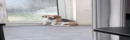 Beagle dogs for sale: KC registered Pluto ( playful Beagle)  - Advert 4
