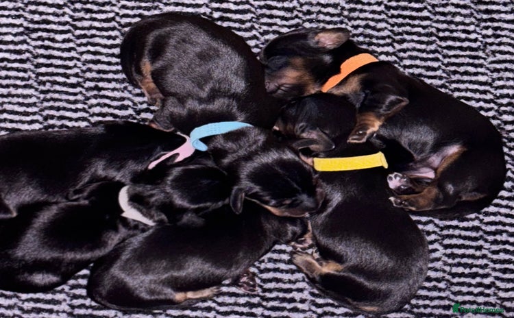 Miniature Dachshund dogs - Advert 1