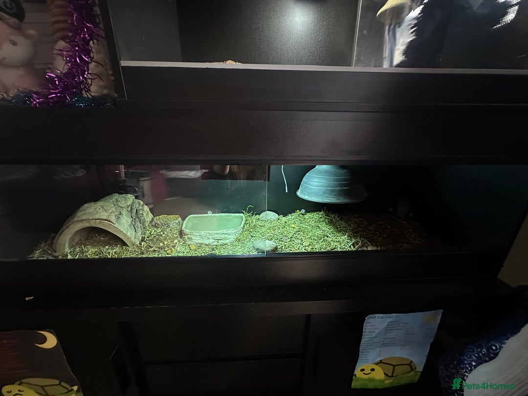 Tortoise reptiles for sale: 3 year old horsfield tortoise brothers for sale  - Advert 5