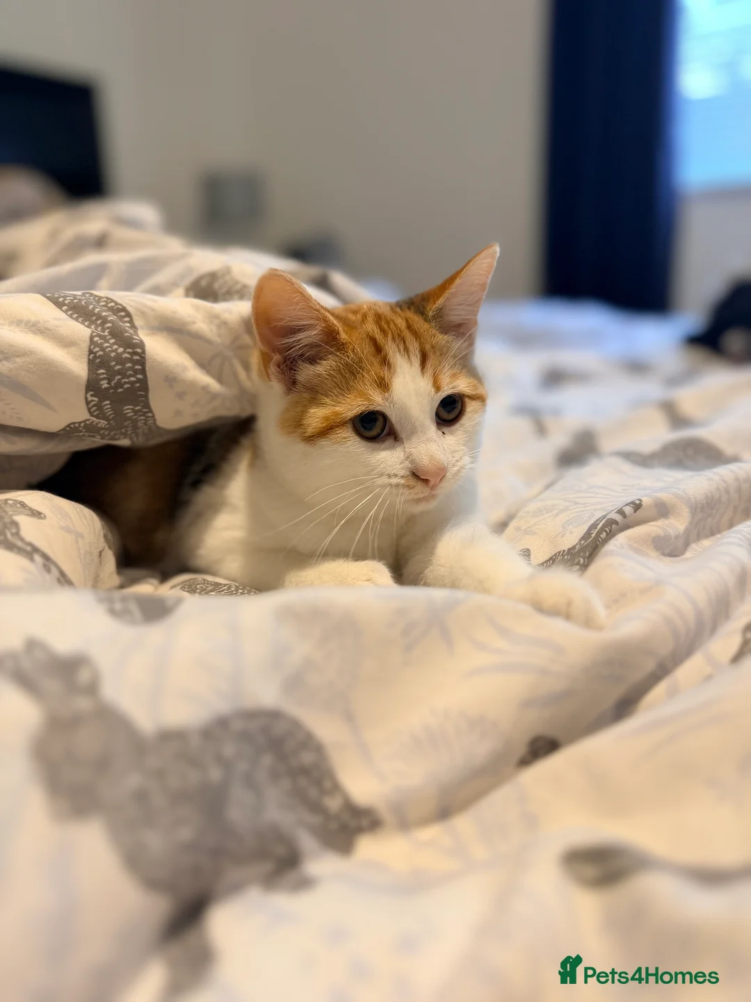 Domestic Shorthair cats for sale: Female calico kitten  - Advert 2