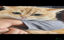 British Shorthair cats for sale: Ative GCCF Golden british short hair  - Image 7