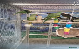 Parrots birds for sale: Stunning Birds/Parakeets/Parrots available  - Image 8