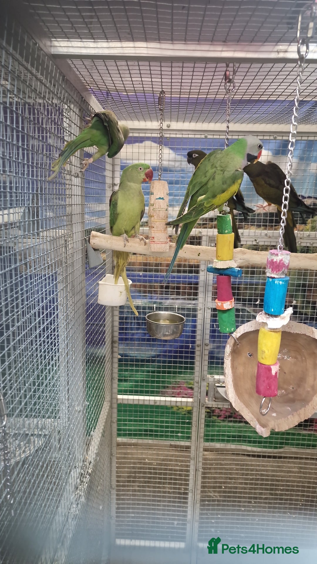 Parrots birds for sale: Stunning Birds/Parakeets/Parrots available  - Image 8