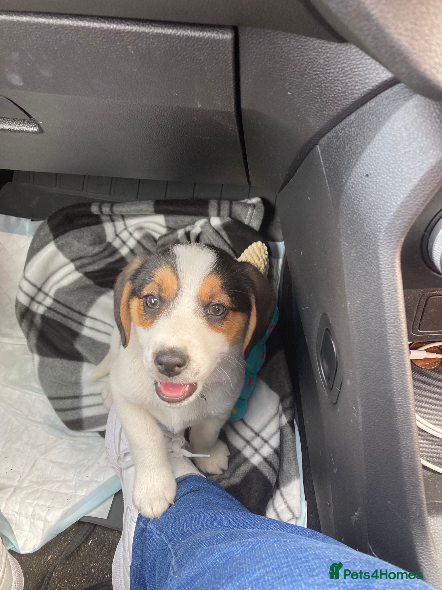 Mixed Breed dogs Female border beagle puppy - Advert 1