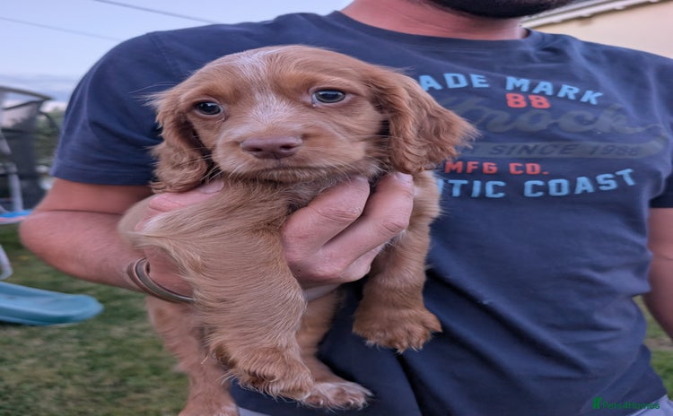 Cocker Spaniel dogs - Advert 1