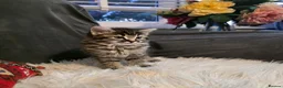 Mixed Breed cats for sale: Adorable Ragdoll X Norwegian forest Kittens  - Advert 8