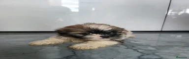 Shih Tzu 2