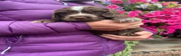 Cocker Spaniel dogs for sale: K.C REGISTERED COCKER SPANIEL PUPPIES - Advert 6