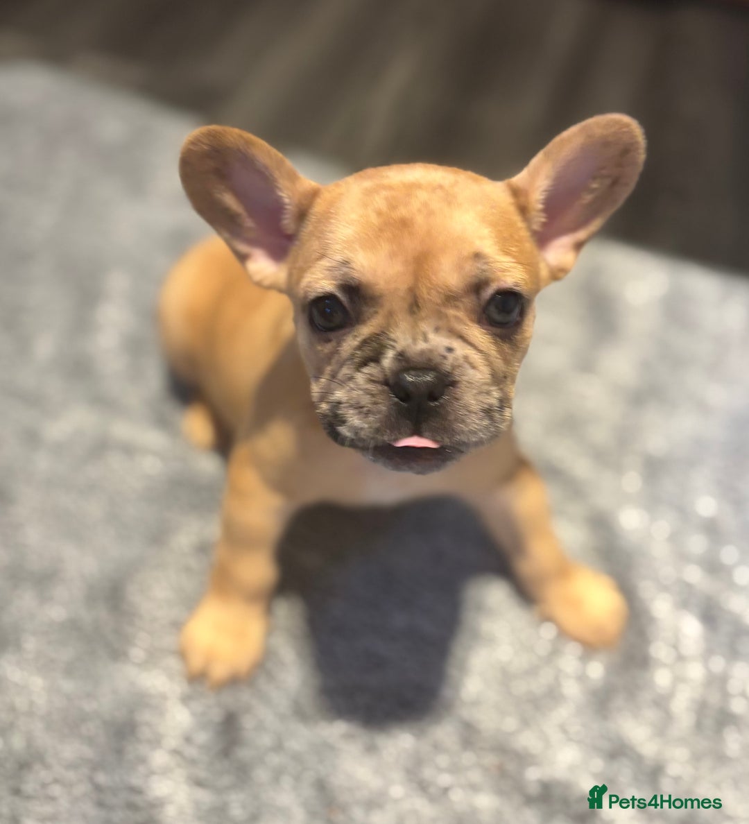 French Bulldog dogs for sale: LAST ONE REDUCED FRENCH BULLDOG 🐾 - Advert 11