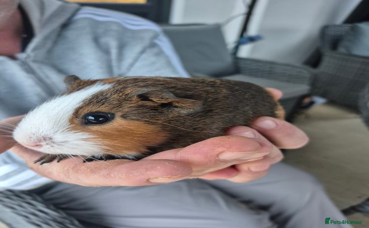 Guinea Pig rodents - Advert 13