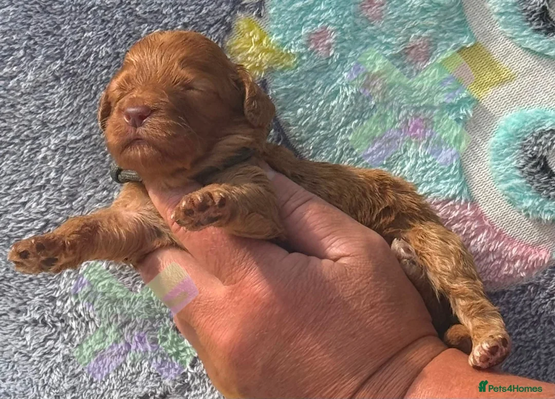Cockapoo dogs for sale: F1 mini Cockapoo’s 30 dna health tested clear  - Advert 9