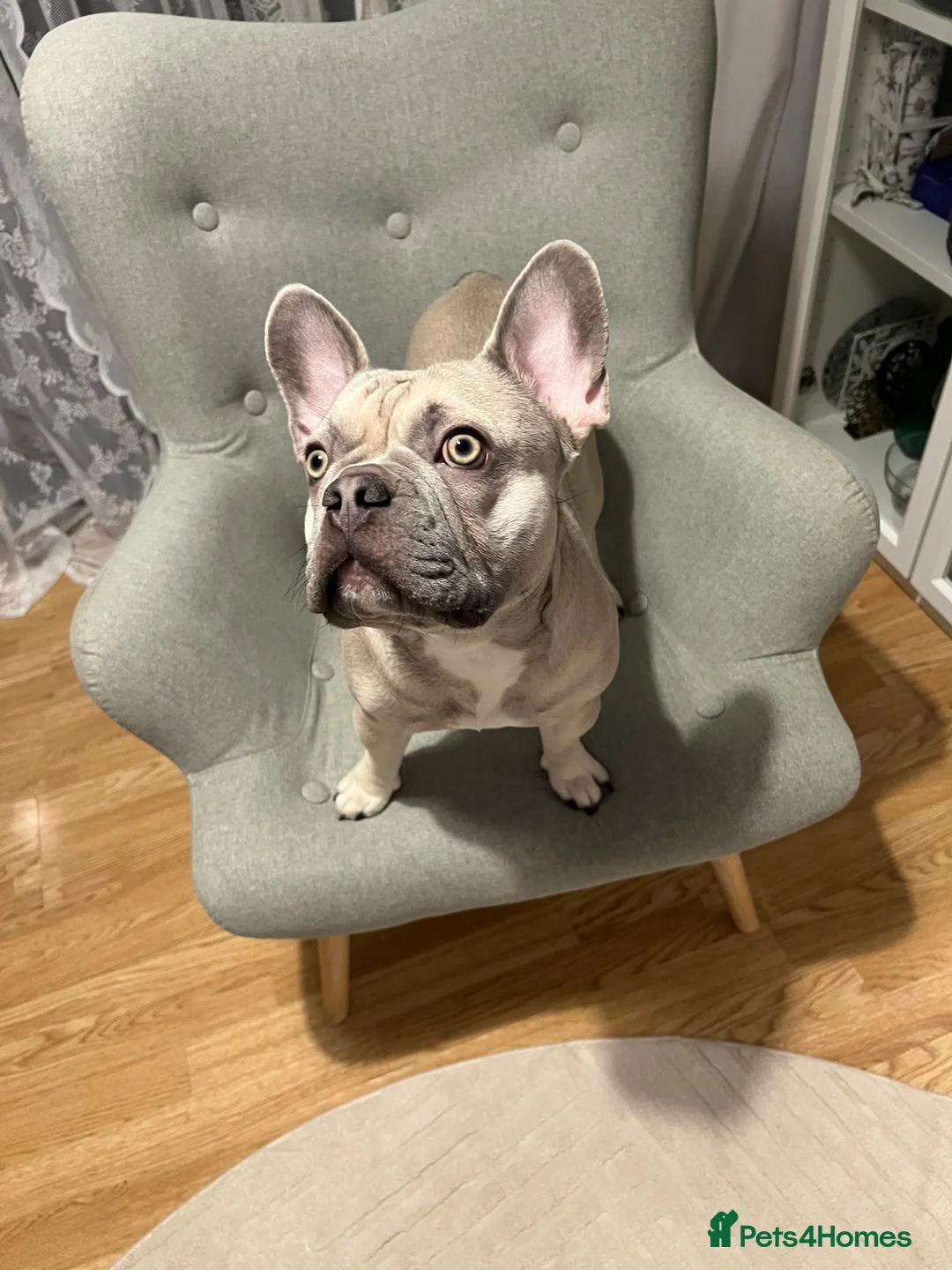 French Bulldog dogs for stud: KC Registered Cream French Bulldog Stud – MELLOW - Advert 2