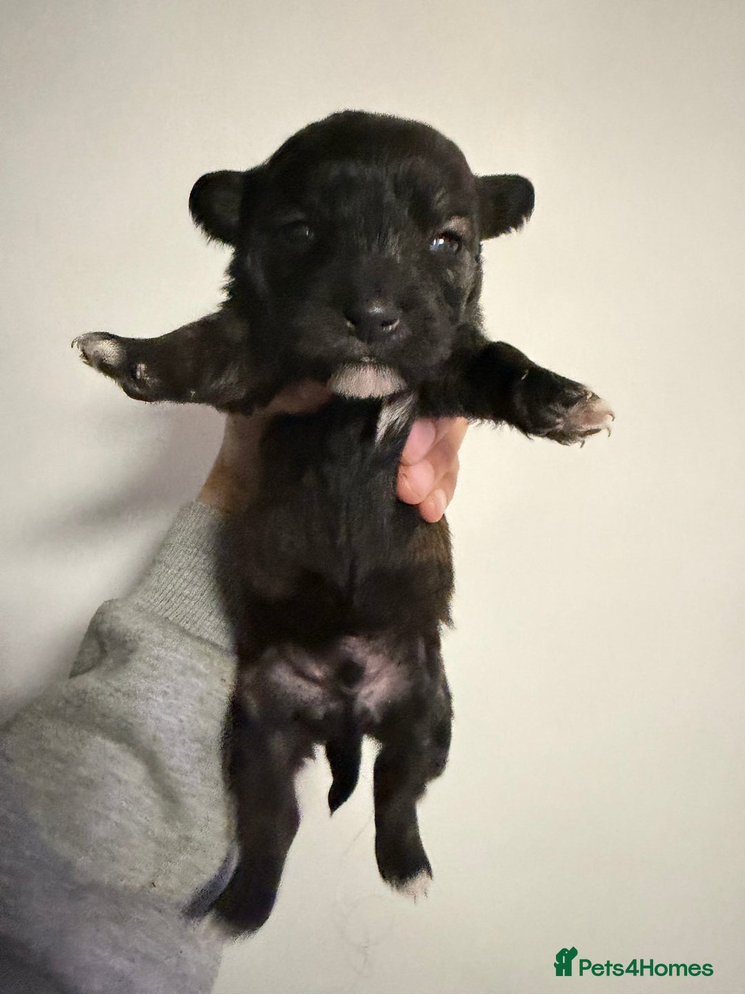 Mixed Breed dogs for sale: West highland terrier cross danishSwedish farm dog - Advert 5