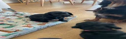 Cocker Spaniel dogs for sale: Cocker Spaniel males - Advert 17