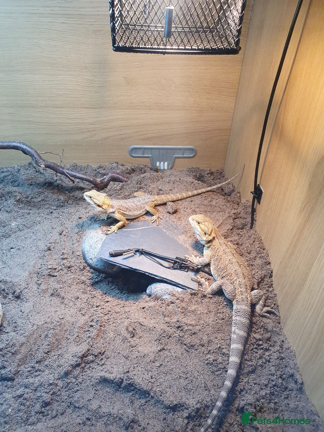 Mixed Breed reptiles for sale: Reptiles collection READ DESCRIPTION  - Advert 4