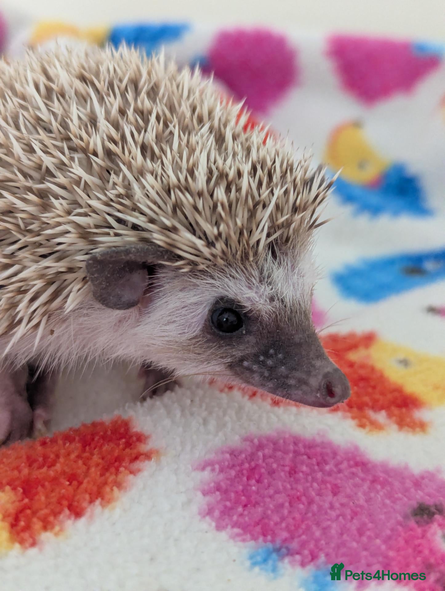 Pygmy Hedgehog rodents Stunning Hoglets 9 weeks old/Ready Now - Advert 1