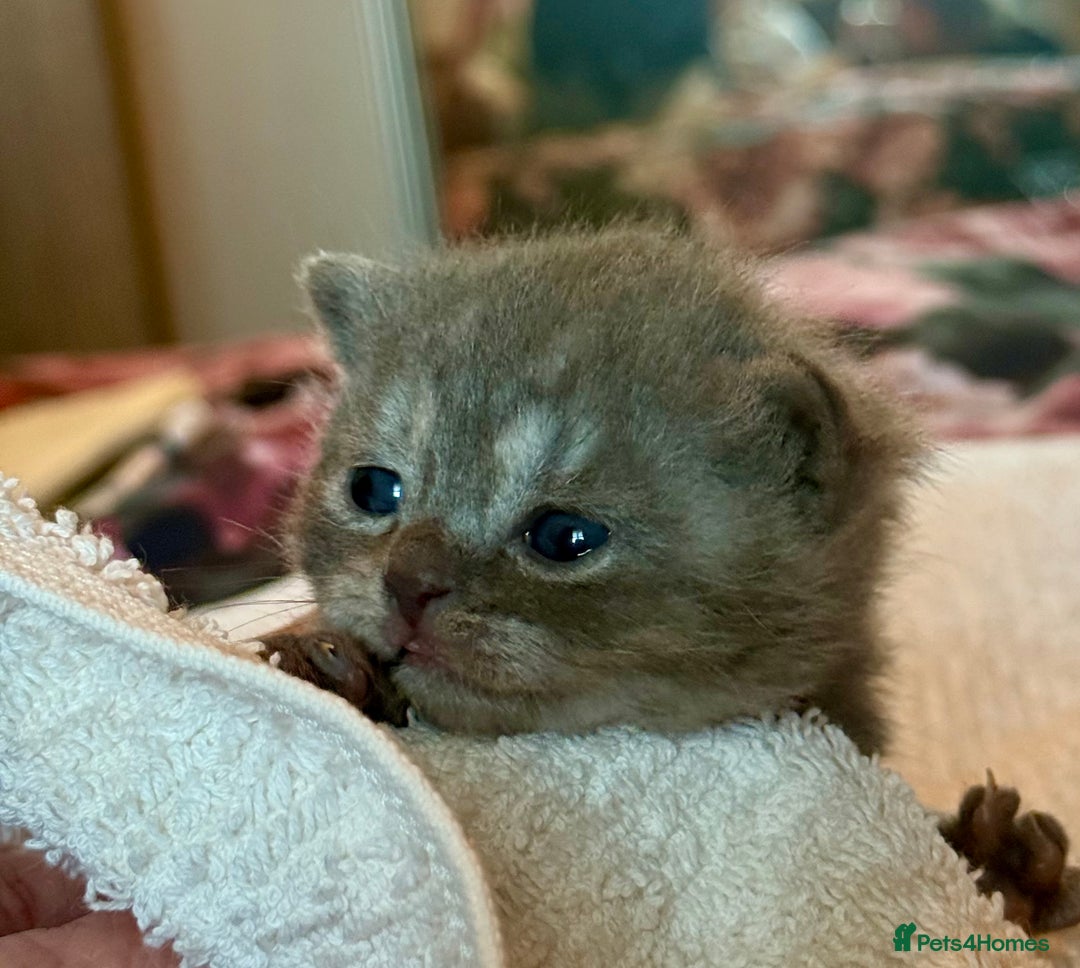 Mixed Breed cats for sale: Adorable kittens for sale - Advert 16