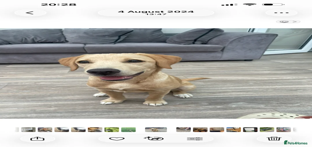 Gallery Image {{count}}