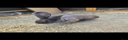 Continental Giant rabbits for sale: Rare Blue Continental Giant Rabbits in Croydon - Advert 2