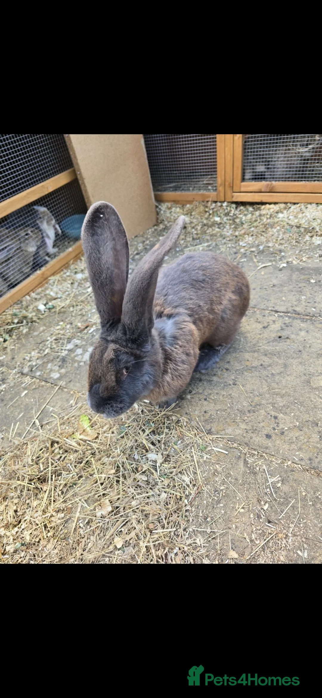 Continental Giant rabbits for sale: Rare Blue Continental Giant Rabbits in Croydon - Advert 2