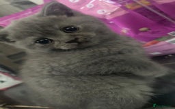 British Shorthair cats for sale: British Blue shorthair  - Image 5