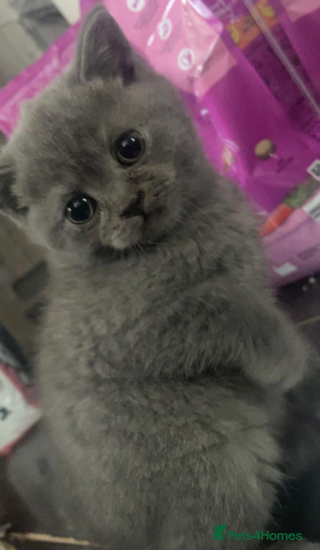 British Shorthair cats for sale: British Blue shorthair  - Image 5