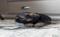 Border Terrier dogs for sale: HOME BRED GRIZZLY BORDER BOYS - Image 12