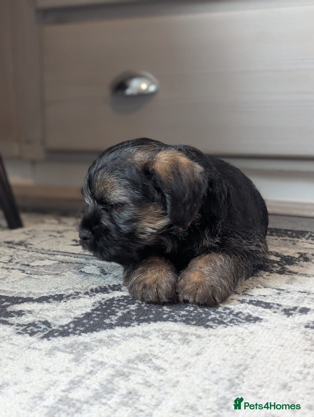 Border Terrier dogs for sale: HOME BRED GRIZZLY BORDER BOYS - Image 12