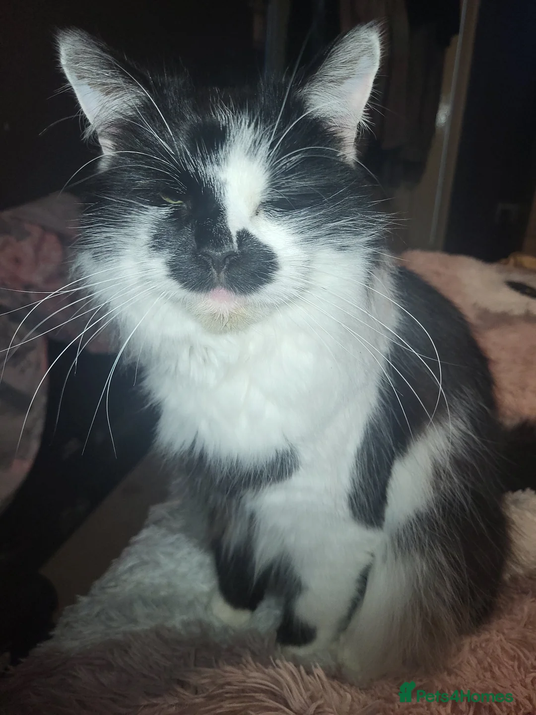 Mixed Breed cats for sale: Beautiful 3 year old male  - Advert 4