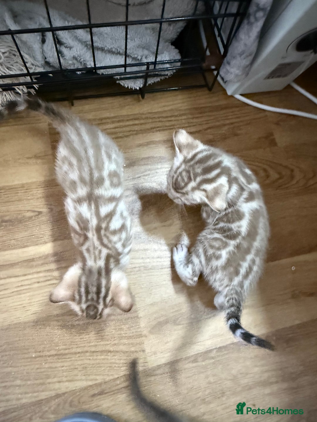 Bengal cats for sale: Bengal kittens  - Image 5