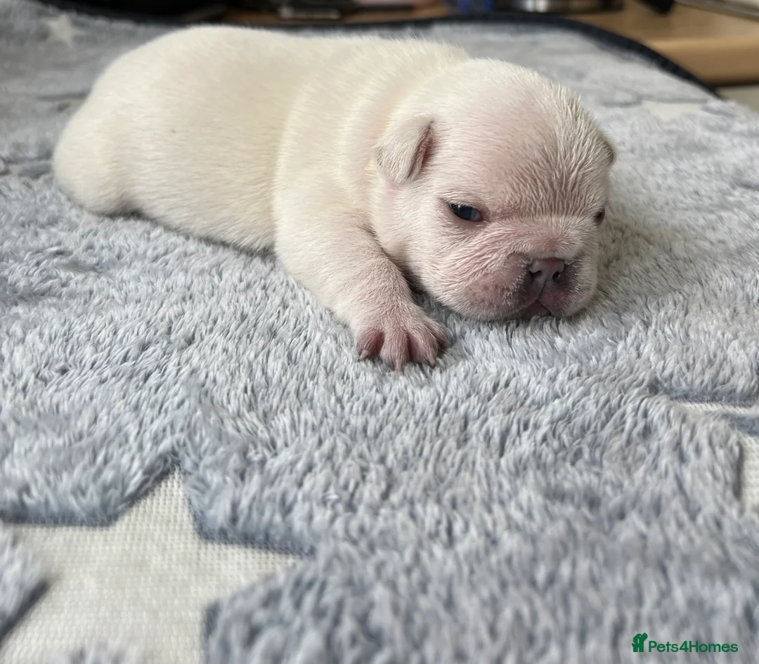 French Bulldog dogs for sale: KC Frenchies, platinum/blue sable  - Advert 14