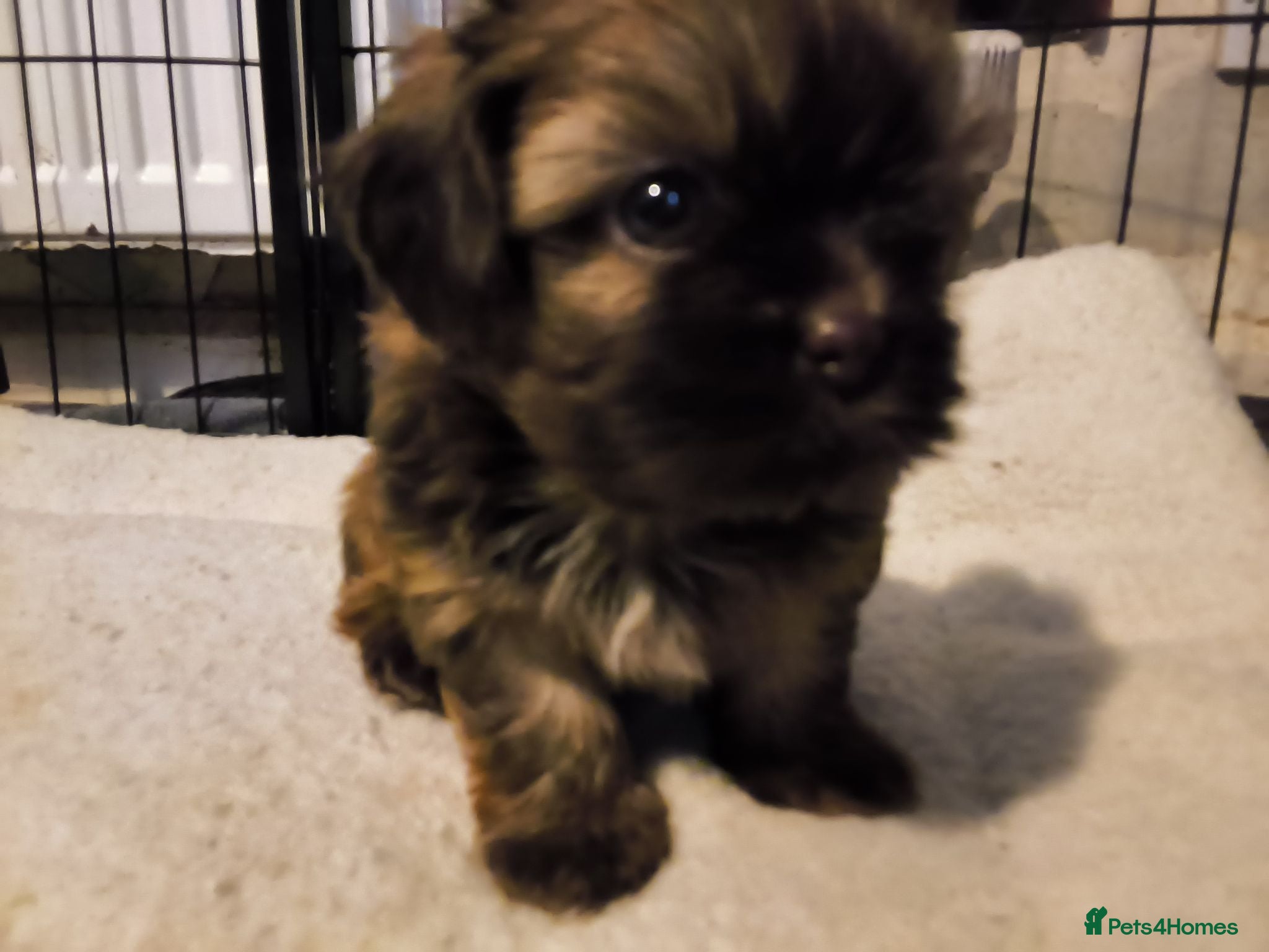 Shih Tzu dogs Quality Half Imperial Shihtzus. - Advert 1
