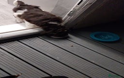 Cockapoo dogs for sale: Cockapoo puppy - Advert 5