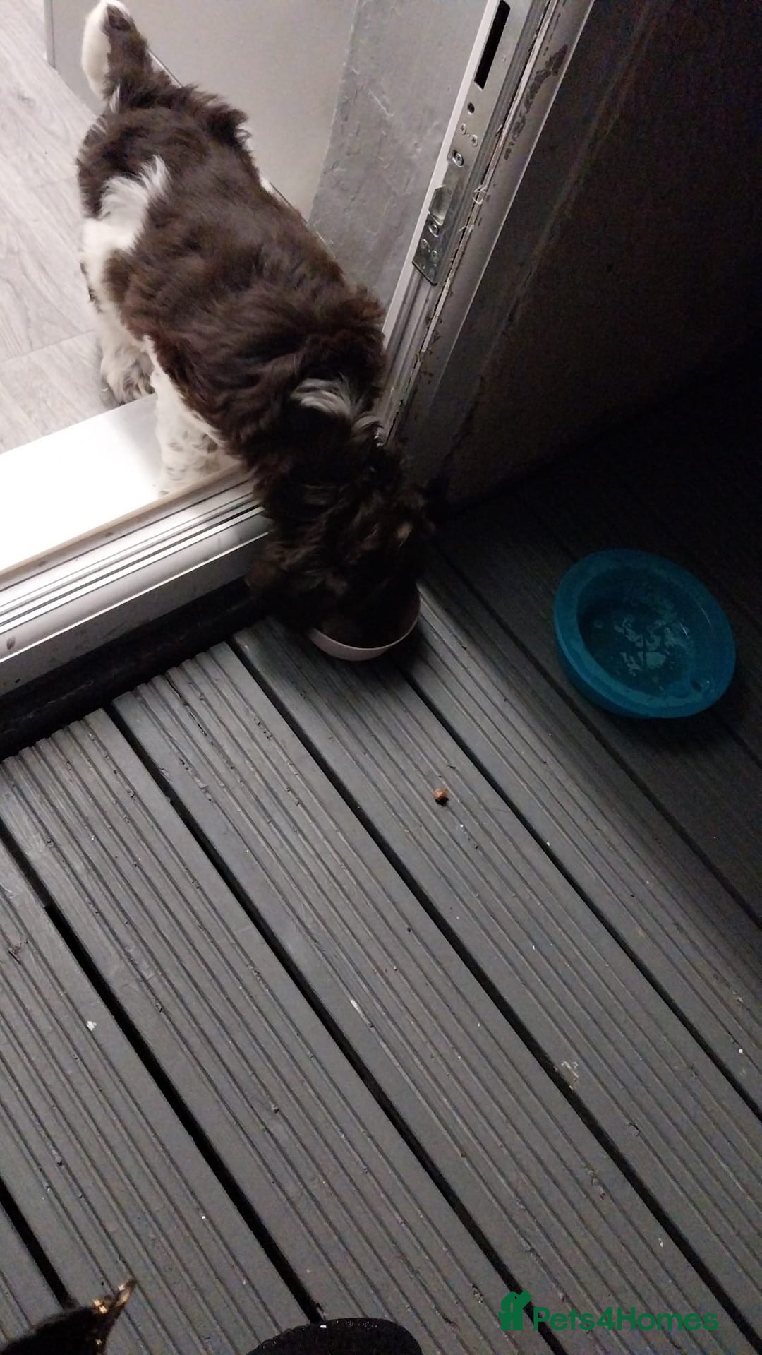 Cockapoo dogs for sale: Cockapoo puppy - Advert 5