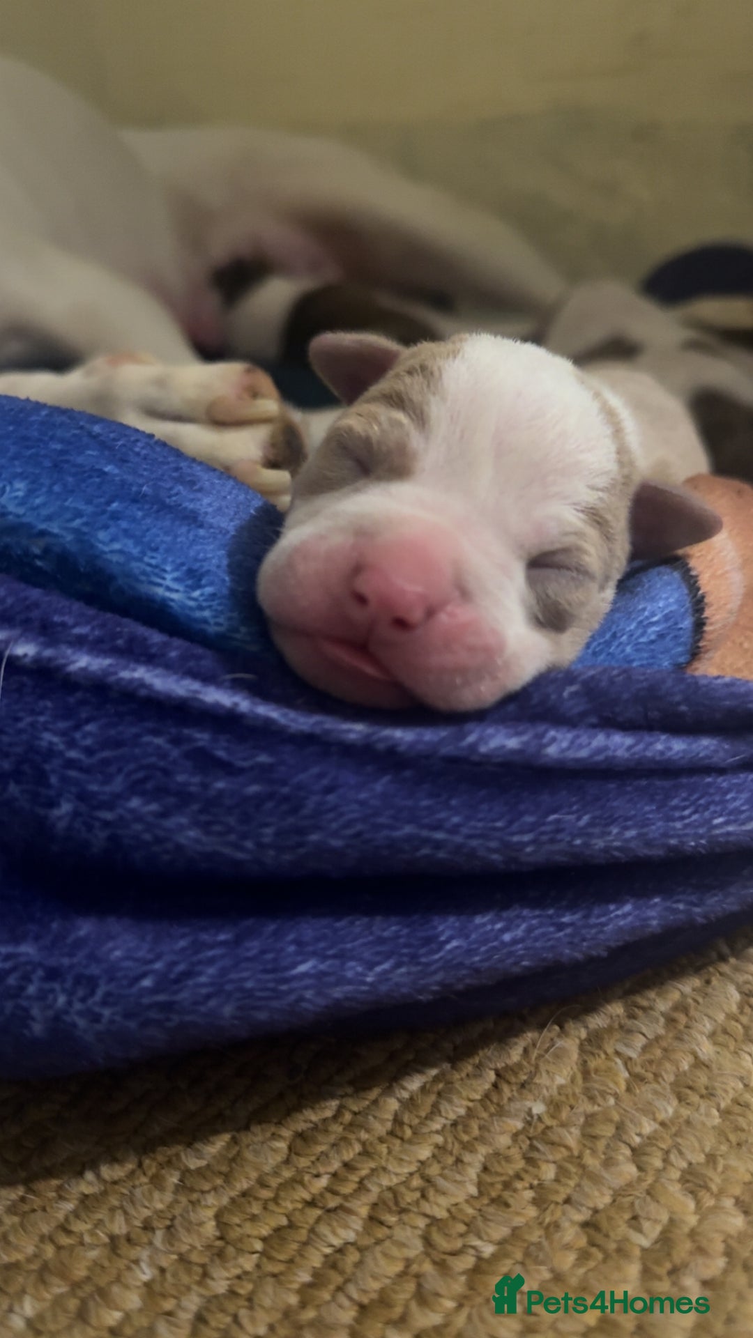 Mixed Breed dogs for sale: Standard bully cross breed - Advert 6