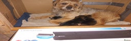 Border Terrier dogs for sale: Border terrier pups  - Advert 4