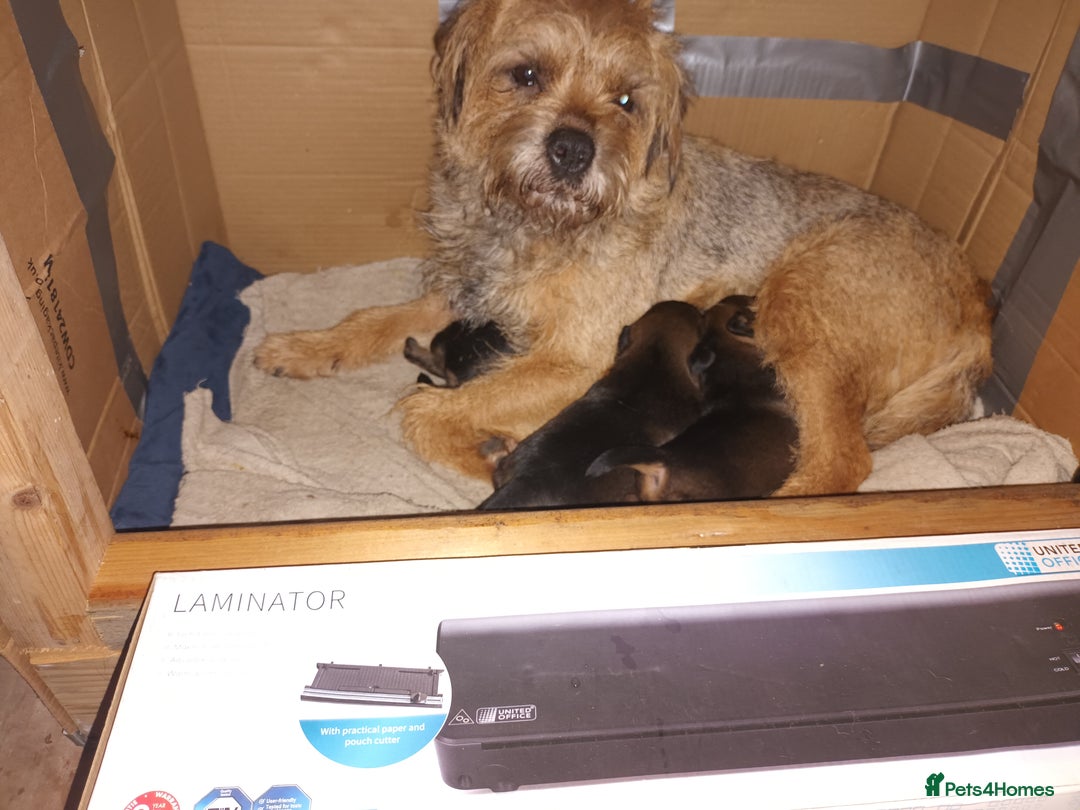 Border Terrier dogs for sale: Border terrier pups  - Advert 4