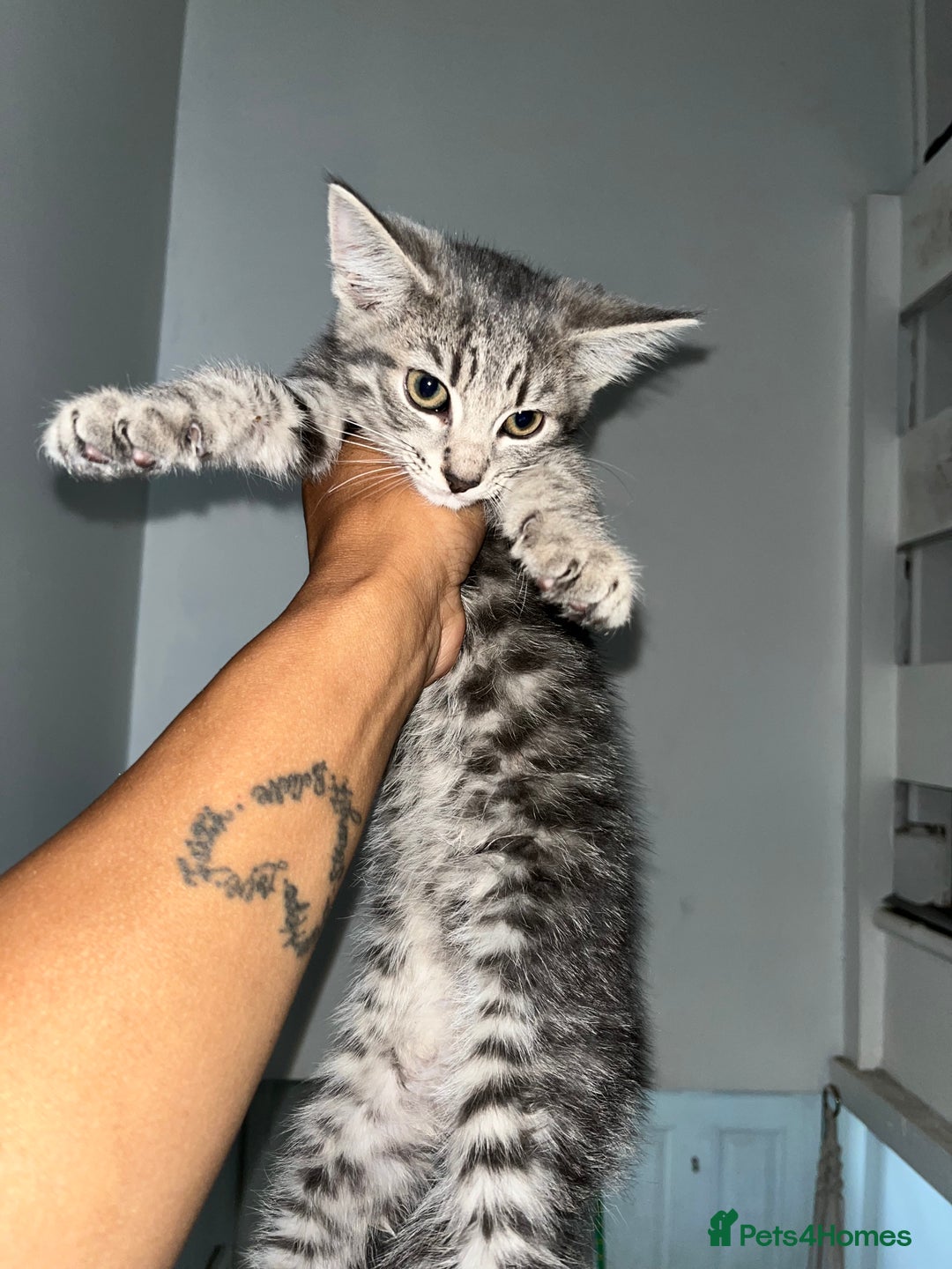 Mixed Breed cats for sale: 3 beautiful female tabby kittens  - Image 6